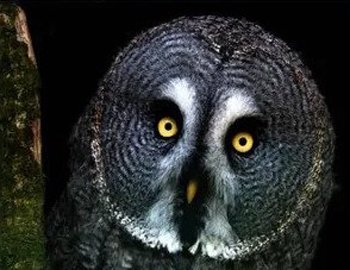 owl2 owl2